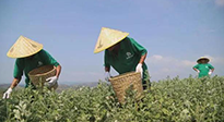 宛“艾”將熟！一株野草長成南陽百億產(chǎn)業(yè)帶 | 極刻