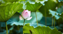 【三伏天養(yǎng)生】三伏天養(yǎng)生有六大禁忌，你知道嗎？記得分享給家人知道！