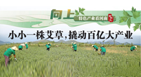 【行業(yè)資訊】向上，特色產(chǎn)業(yè)看河南：南陽艾區(qū)域品牌正在叫響！