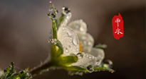 【二十四節(jié)氣灸】雨水節(jié)氣，扶陽、祛濕、調(diào)氣血，才是養(yǎng)生重點！艾灸，橫掃濕寒！