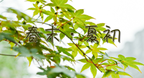 【艾灸養(yǎng)生】春末夏初：上熱下寒癥狀，補不如疏通淤堵，試試艾灸吧！