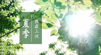 【艾灸三伏天】今年三伏不一般，仙草小助理建議大家早作準(zhǔn)備哦！
