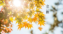【節(jié)氣飲食】立秋將至，吃最合適的飲食，平穩(wěn)度過(guò)季節(jié)交替！